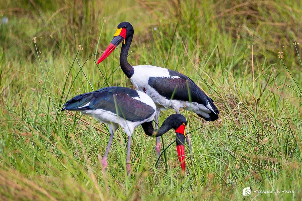A pair of saddle-billed storks in Botswana 