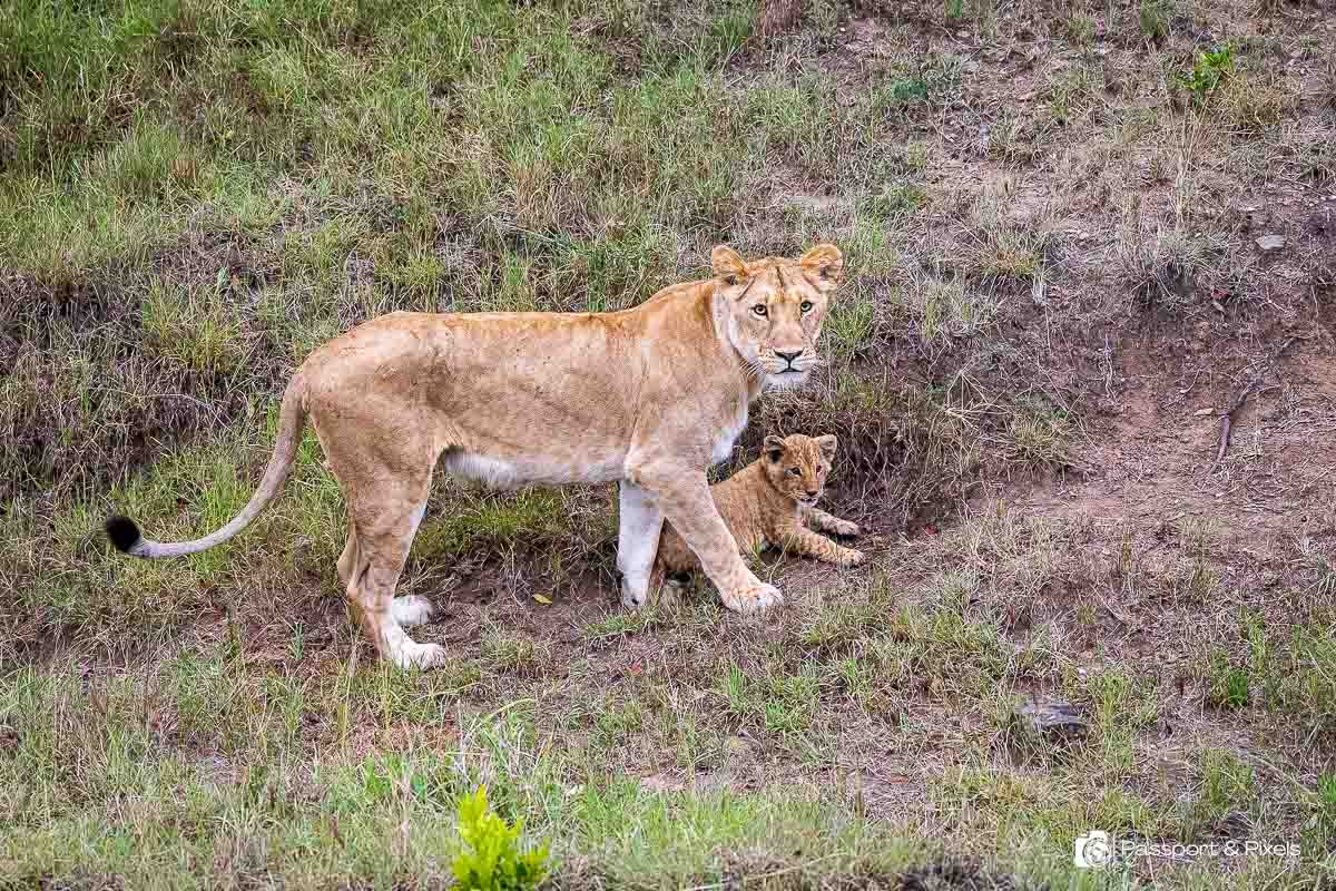 A lioness and her young cub