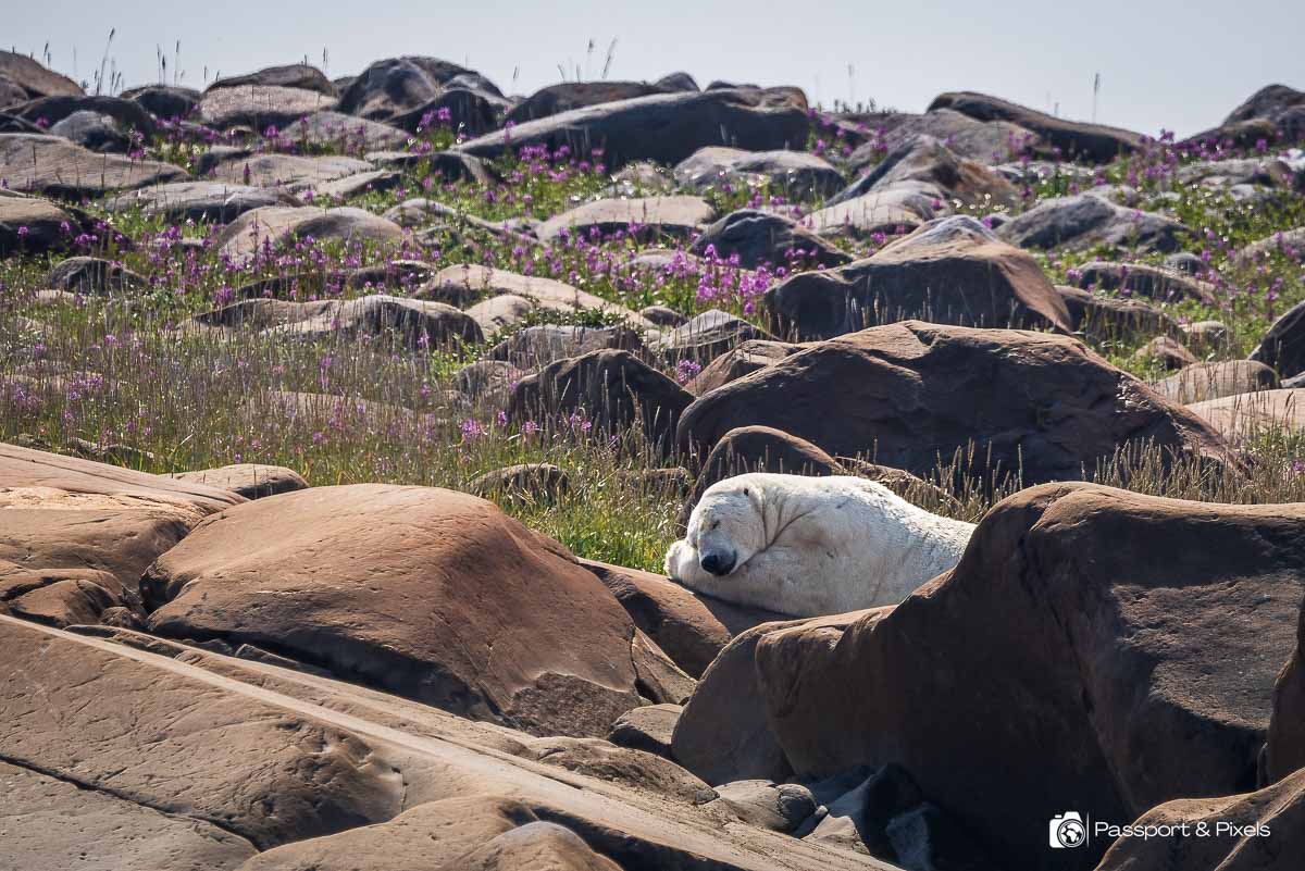 A polar bear takes a snooze - photographed with a long lens from our zodiac on a Canada polar bears trip