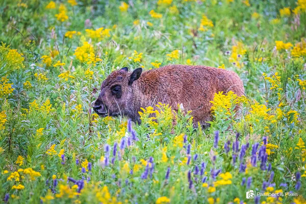 A bison calf surrounded by wildflowers in Riding Mountain National Park Canada
