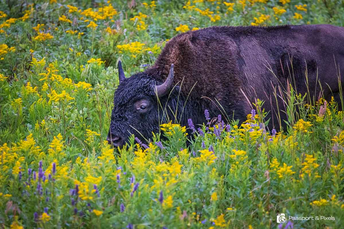 Close up of a female bison, a big shaggy black cow with horns, surrounded by yellow and purple flowers. Taken on safari in Canada