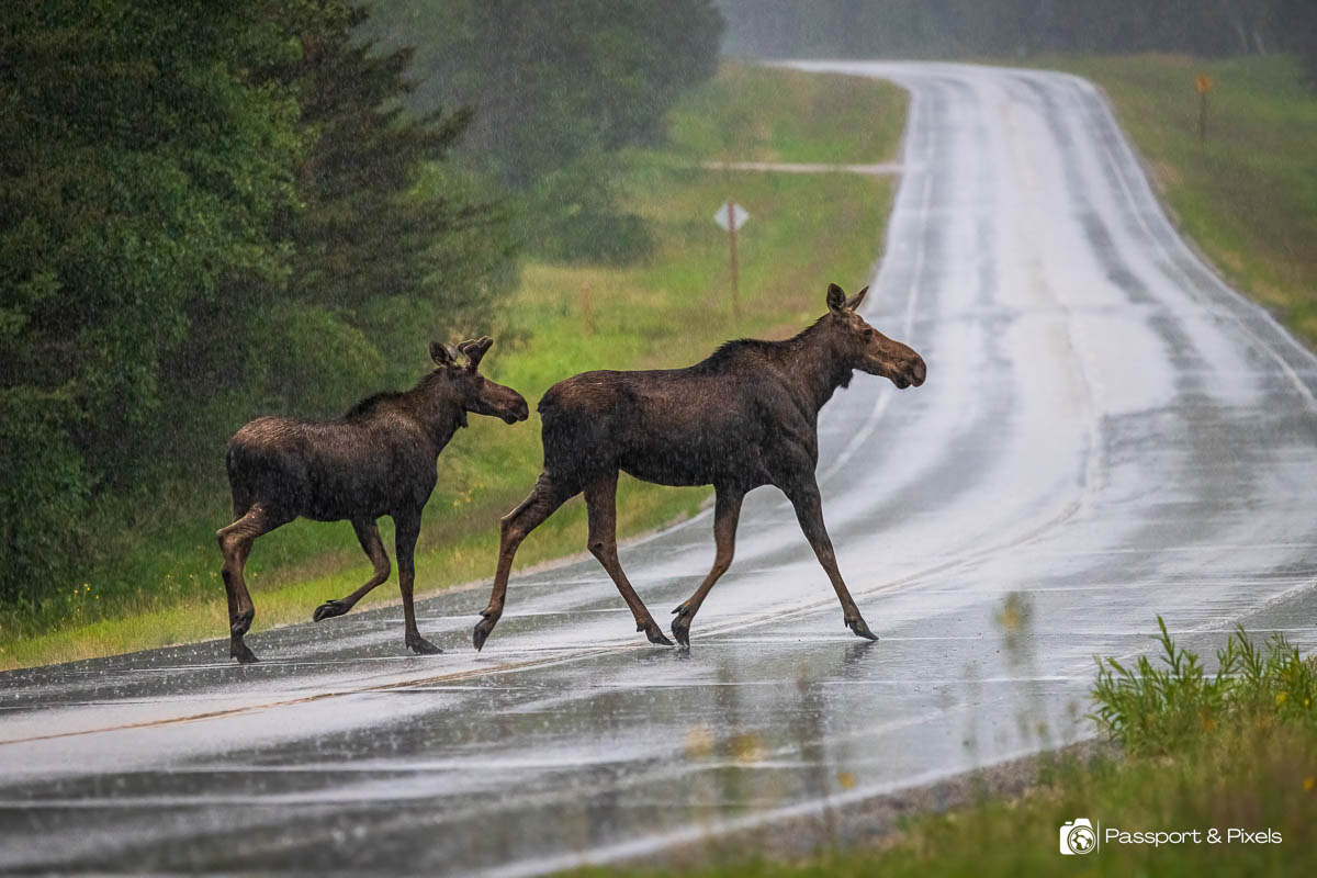 A mother moose and her year-old son, crossing the road on a rainy evening. Taken on a Canadian wildlife tour in Manitoba Canada