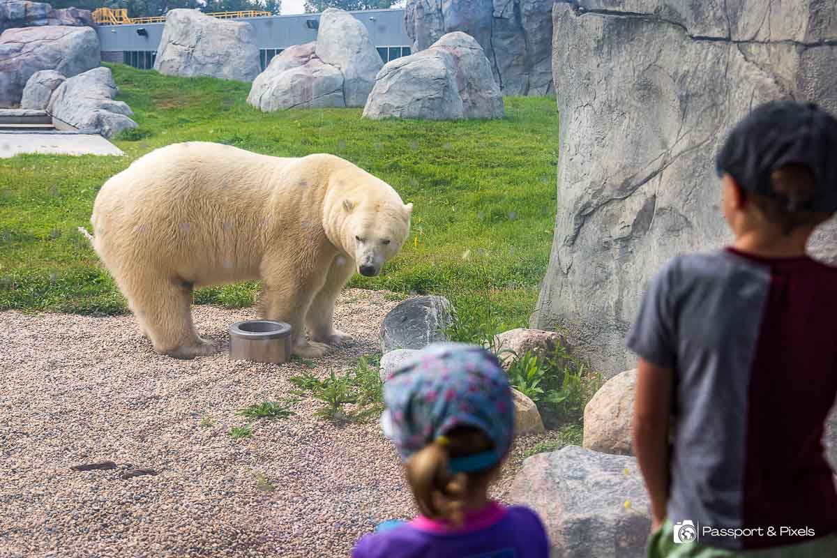 Two children looking through a class window at a polar bear in the zoo in Canada