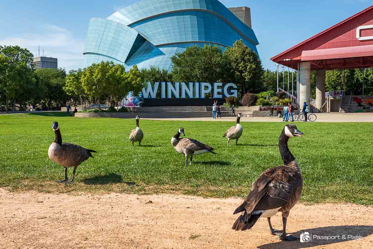 Things to do in Winnipeg, the capital city of Manitoba Canada. This photo shows the Winnipeg sign and some Canada geese.