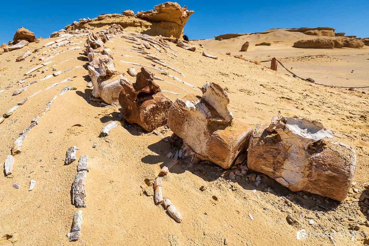 Vertebrae and ribs of Basilosaurus as seen at Wadi el Hitan Egypt