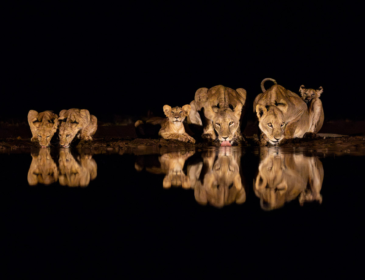 Wildlife Hide Photography Tips For Safari Photos Like A Pro