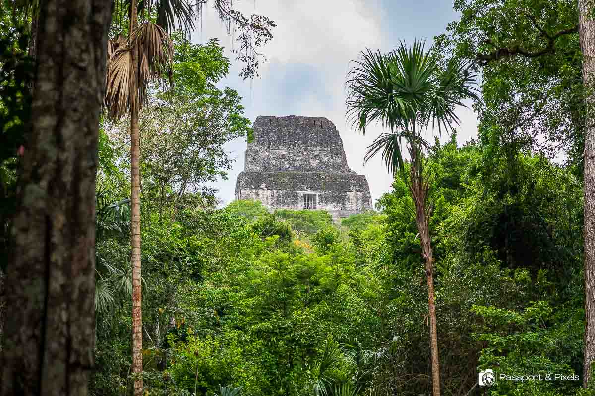 The top of Temple IV rising above the trees at Tikal Mayan ruins in Guatemala