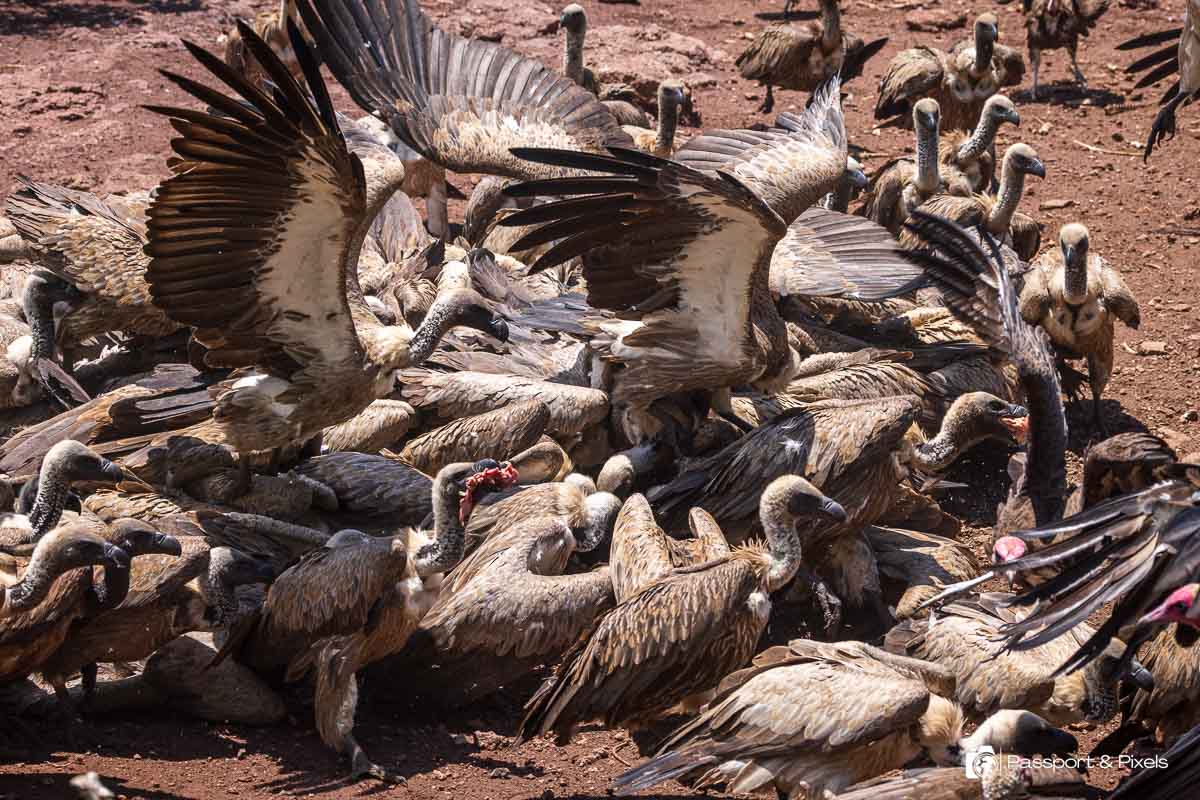 At least 30 vultures fight over a meal at Victoria Falls Safari Lodge's vulture culture experience