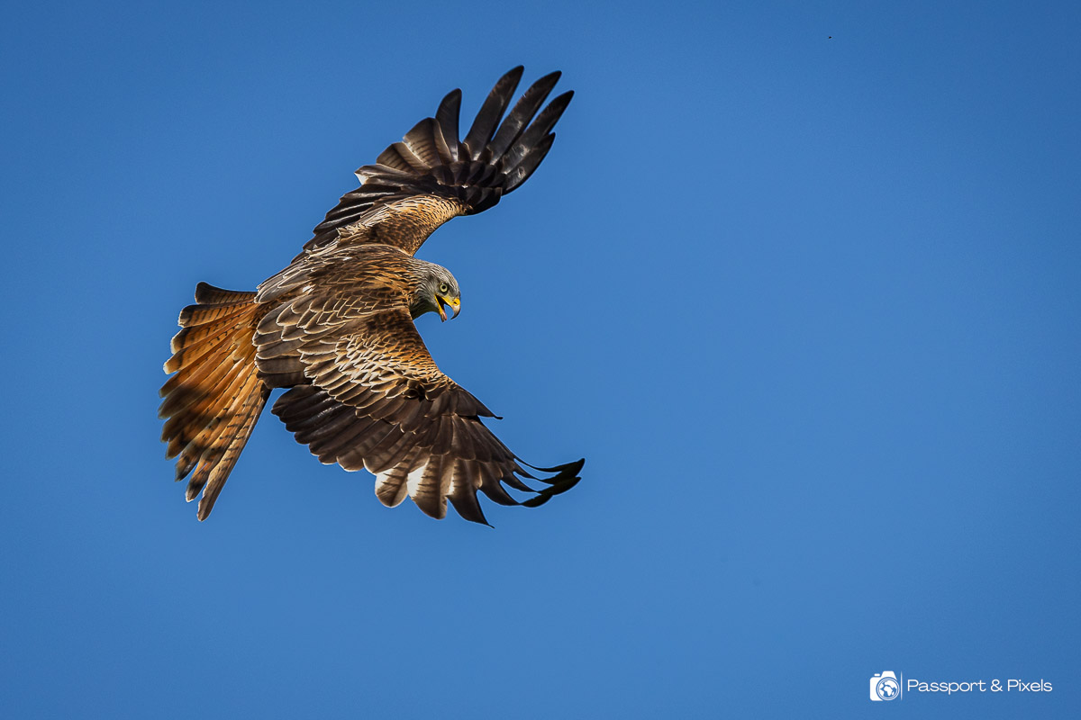 A red kit flying against a blue sky in Wales