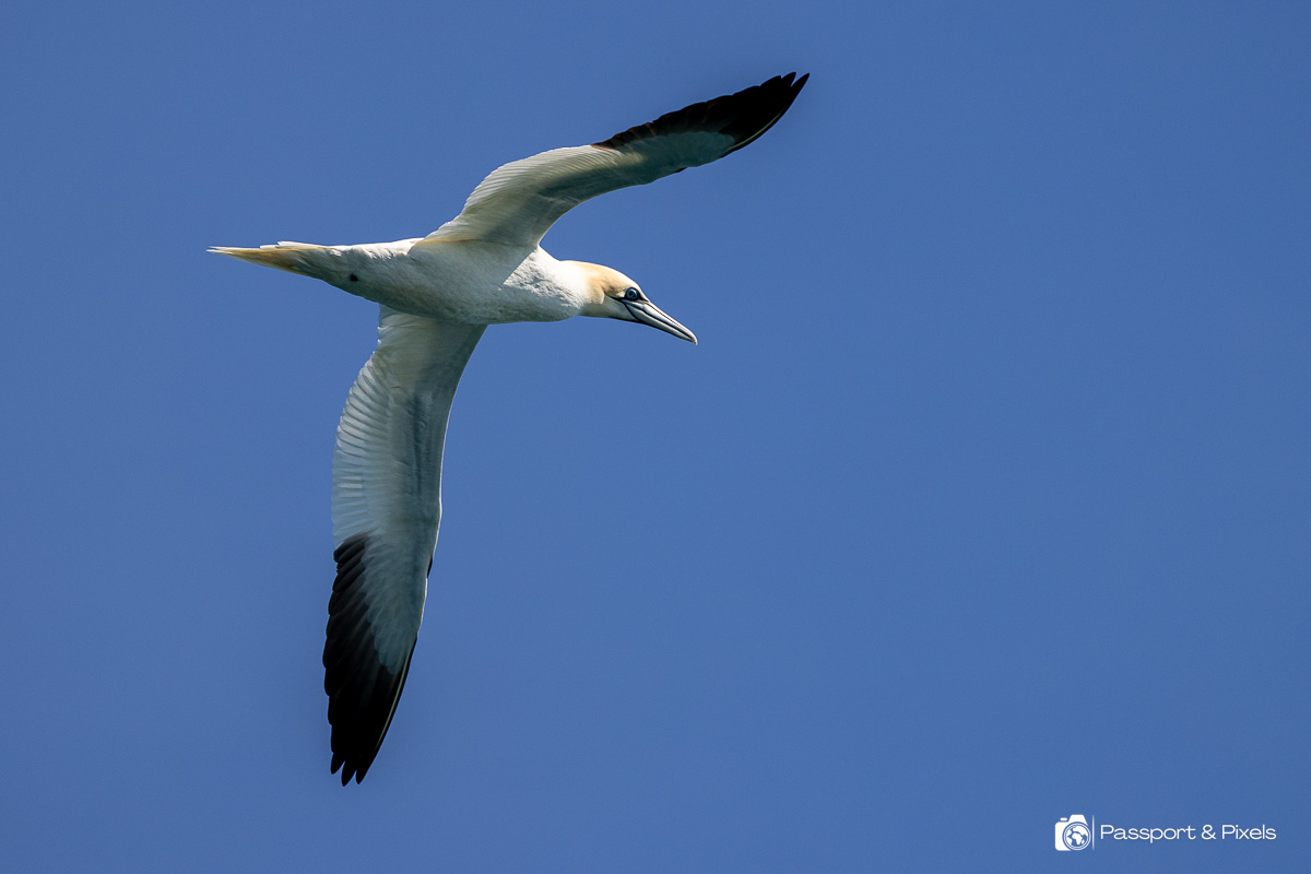 A northern gannet in flight