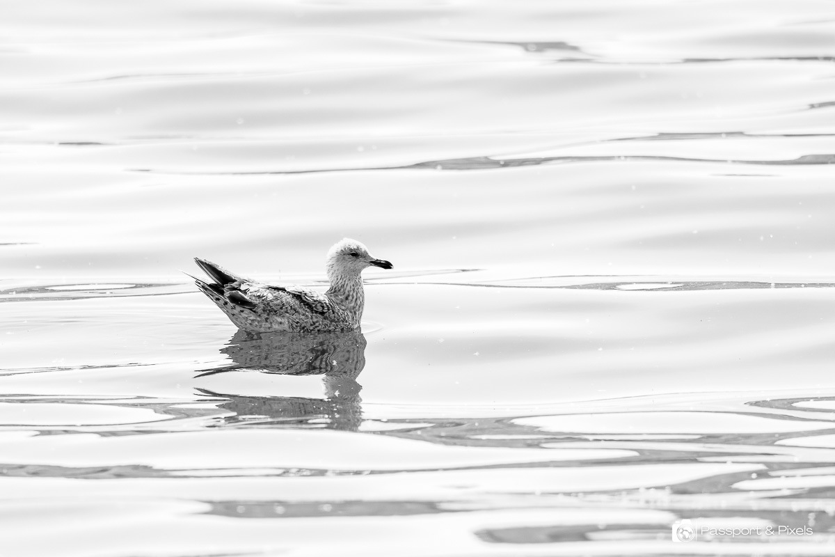 A high key black and white image of a herring gull on the water