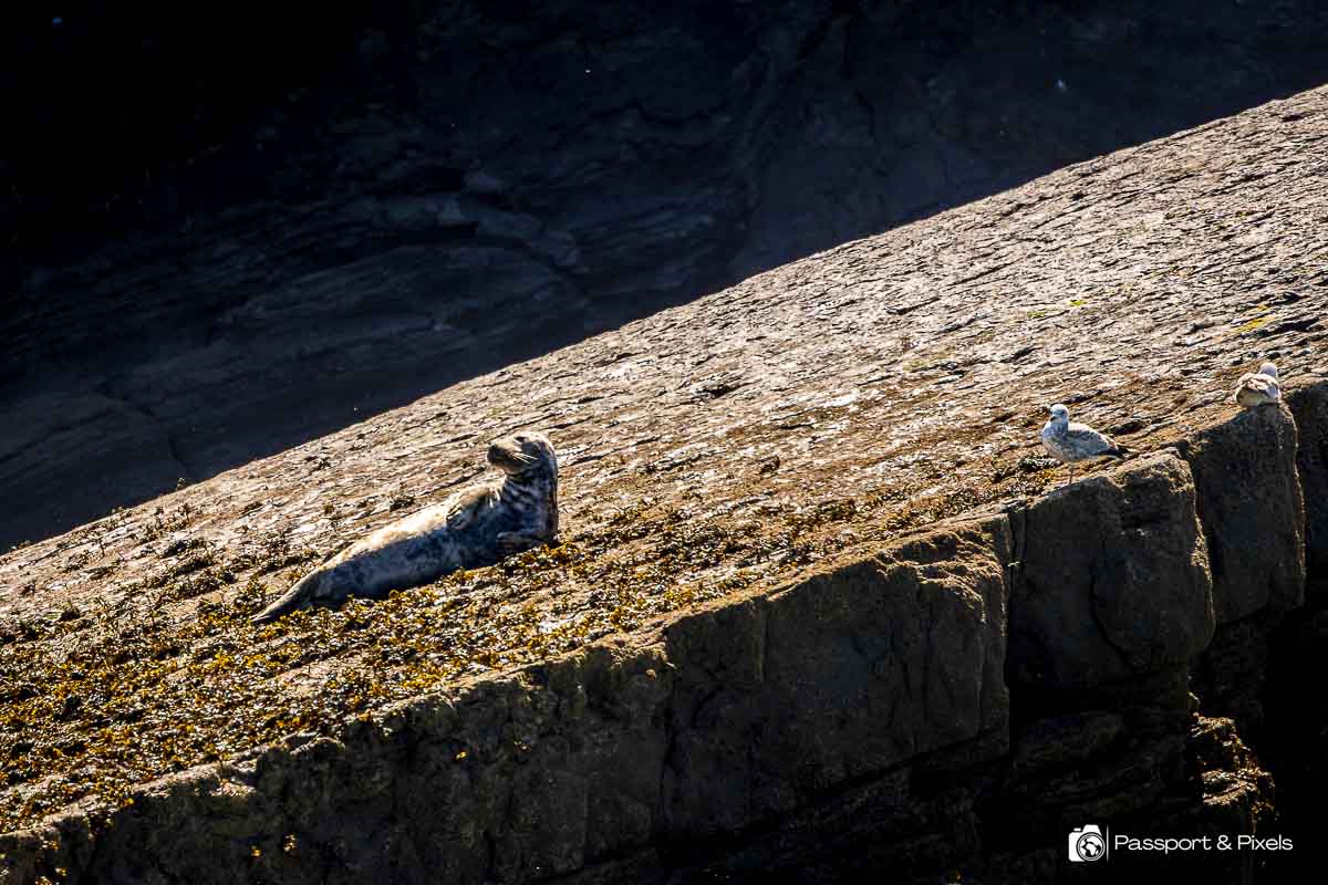 A grey seal seen from my Welsh wildlife watching boat trip