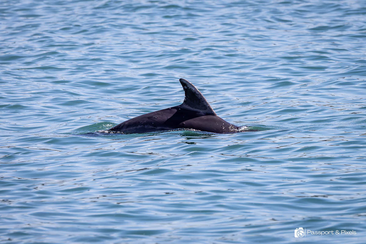 Dolphin in the sea, Wales