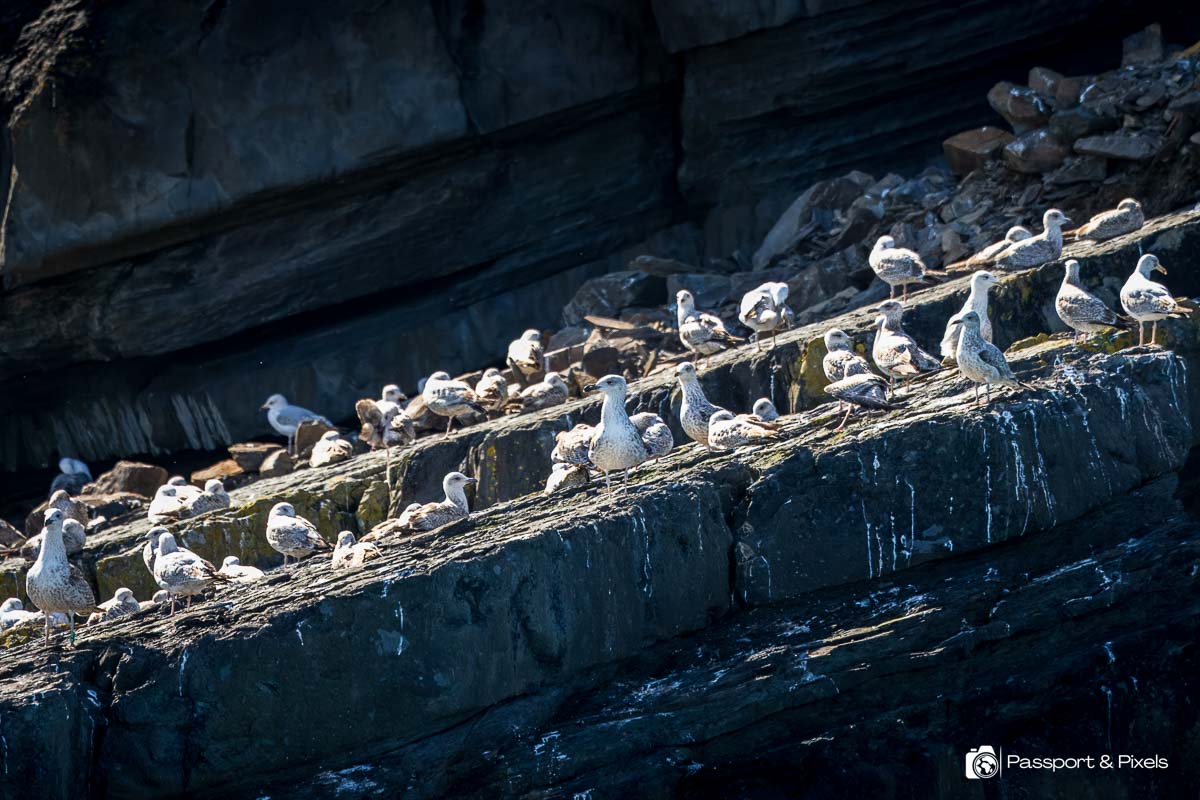 Juvenile herring gulls photographed by me on the cliffs in Wales