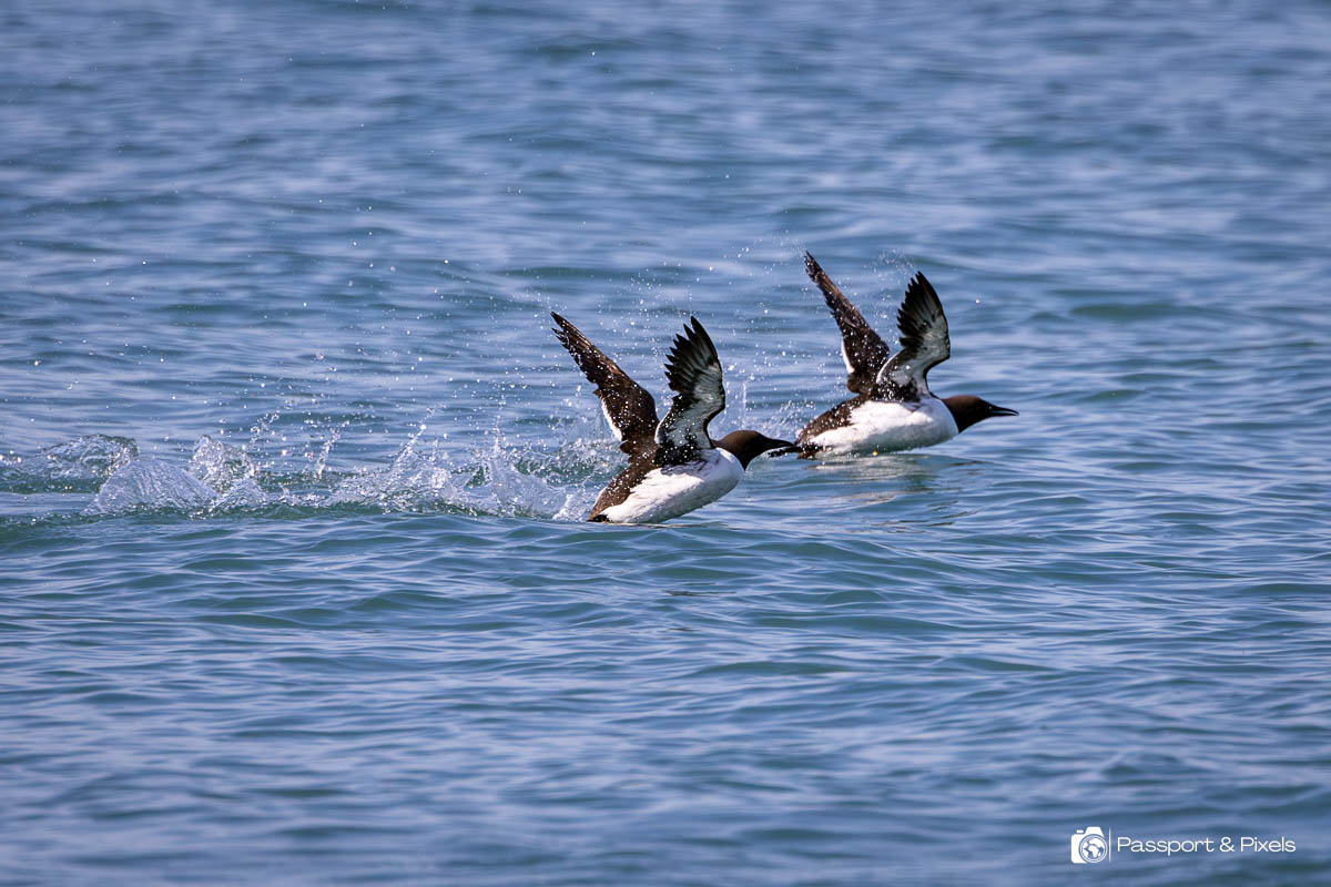 Guillemots seen from my Welsh wildlife watching boat trip