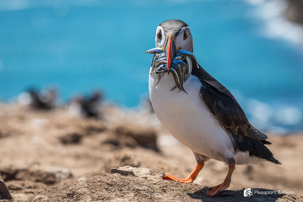 A puffin with a beakful of fish on Skomer Island in Wales