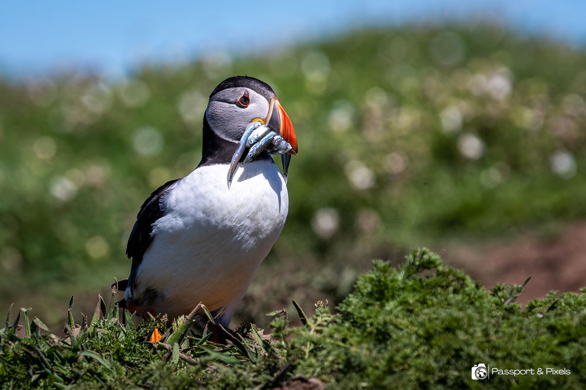 A puffin with a beakful of fish on Skomer Island in Wales