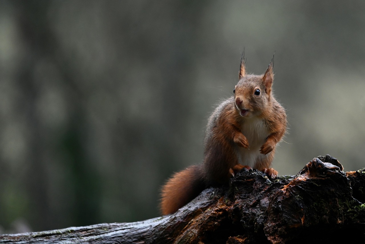 Red squirrel image by Brigitte Jauffrineau
