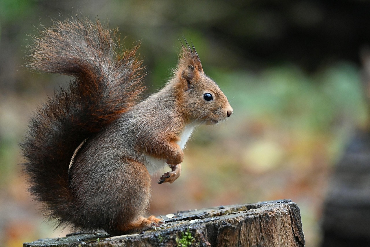 Red squirrel image by Brigitte Jauffrineau