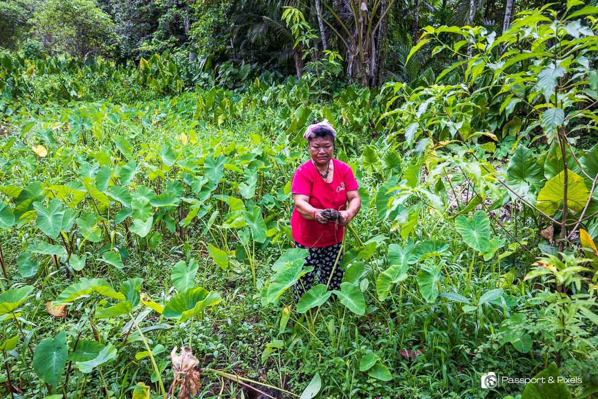 A taro patch in Palau. Photo by Bella Falk / Passport & Pixels