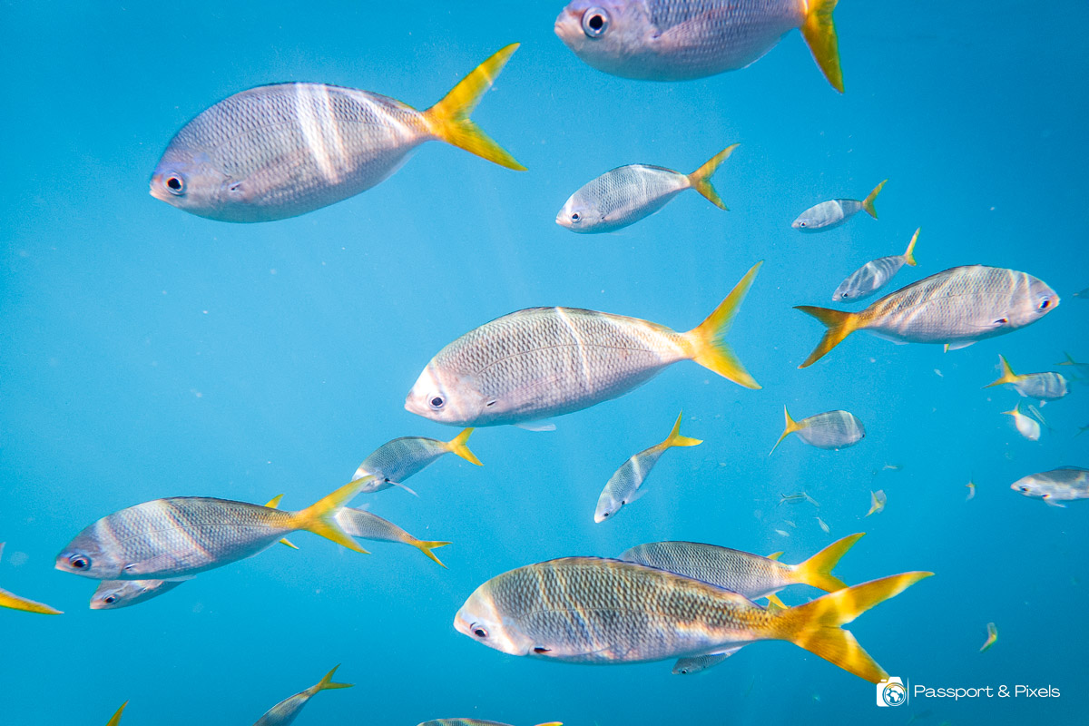 Underwater shot of colourful fishes swimming in Palau. Photo by Bella Falk / Passport & Pixels